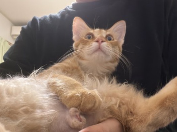 猫の要求を無視する　20260827