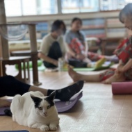 猫式ヨガ と 次回募集開始