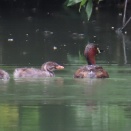 カイツブリ、ゴイサギ、オオバン
