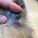 爆裂コーギー娘＋小悪魔ちびシェル