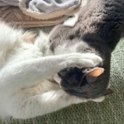 2歳と13歳の猫のじゃれ合いと雪に残された足跡