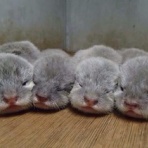 株で100億稼ぐには。〔オクログ〕