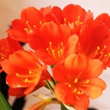 『中津へ（49）』の画像