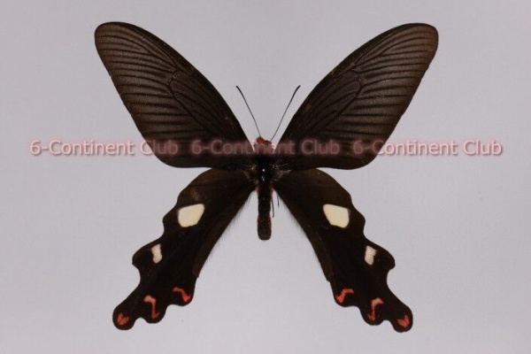 京大蝶研六大陸クラブのTropical Delights - キシタアゲハ族 Troidini