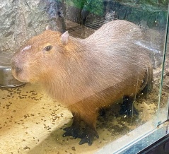 カピバラがデカイ！デカすぎる！帰ってきた「アニマルカフェ ジャンゴー」