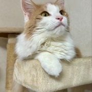 人間には見えないが猫には見えるものがある！？