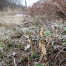 ネコ殺処分０は　行政の愛護センターをやめることで解決できる