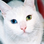 【驚愕】「猫手当て」ありの求人が話題にｗｗｗ猫と一緒に「同伴出勤」も可能ｗｗｗ