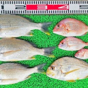 2026年6月16日　釣果