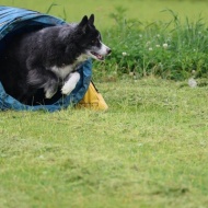 【犬のいる幸せ】年齢を重ねて漂う渋さかな？余裕のあるかっこよさ？みたいな！