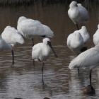 『投稿：BORG89EDによるクロツラヘラサギ　2021/02/28』の画像