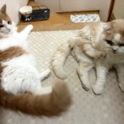 獣医さんから帰って来た猫に寄り添う猫