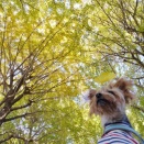 赤塚公園の銀杏へ行く🍂