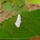 フウノキギンバネスガ/ Thecobathra lambda