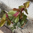 庭仕事捗る、ムスカリ＆ネモフィラ開花、アメージンググレー植え付け、ベロニカオクスフォード