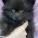 💘新しく来たワンちゃん・ネコちゃん達の紹介💘