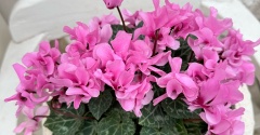 ＊オススメしたいシクラメン花数の多さが魅力のプティムーラン