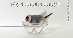 セラによる水浴びの仕方のまとめ