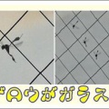 カゲロウがガラス窓に