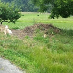 農産物の生産、加工、販売のEVERGREEN-JAPAN