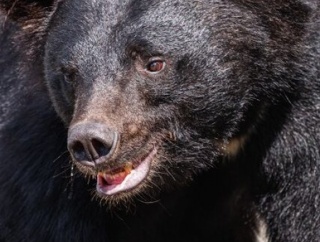 【悲報】ニートワイ33歳、追い出し回避のため毎晩のクマパトロールを課される