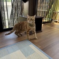 ゼンタちゃん、ひさしぶり