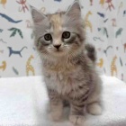 『新しいねこちゃんの紹介です😸』の画像