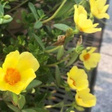 �ء�ī�Τ������۸��Ļ����ȸ�����쾮�ع�������ͽ����������ᡣ���ĻԤ�ٻ���ٲ��������äƤ���ޤ�����������Τ��Ȥ�ͤ������Ļ�̱�γ��ͤϤ��ѿ������������٤β���