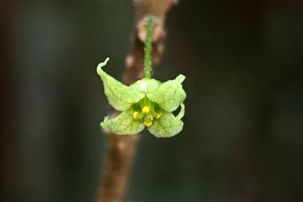 九州中 北部の山で見かけた植物 日本固有種