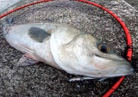 100円爆釣 釣れすぎ注意 ダイソーの某ルアーで昼間でもシーバスが無限に釣れ続けてしまう驚異の性能 海辺の狩人