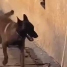 犬がトコトコやってきた。壁には小さな穴が開いている → 常習犯はこうします…