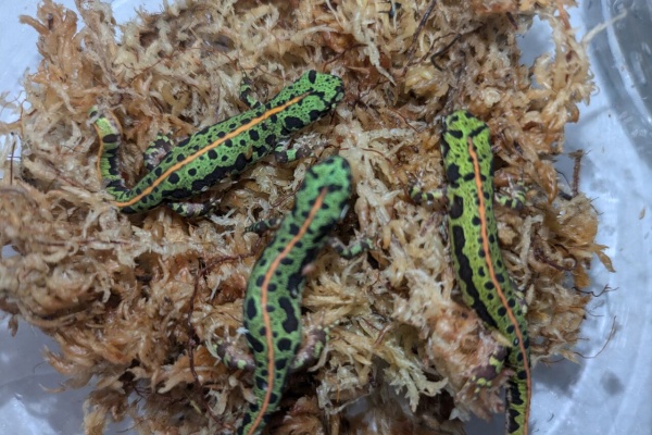 マダライモリ12cm 2022年CB