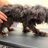 『🐶 新たに犬3頭受け入れました!』の画像