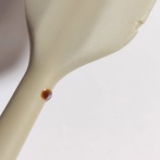 X民「なんかヘラから謎の液体が垂れ出てくるんだけど何これ」→切って中身を確認してみると・・・うわああああああああ