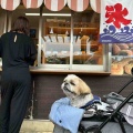 愛犬と一緒に光が丘公園でお散歩。*\(^o^)/*