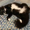 早起き。パソコンに猫に朝ごはん、運動もして充実！【8月6日(木)】