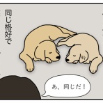 リンマンブルース　ゴールデンレトリバーの生態とマンガ