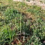 自然農菜園「はたけや」の作業日誌