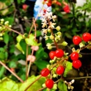 いのちと勇気のことば☆ジュズサンゴ・メリケンムグラ・ウリ☆