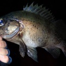 プラグ無反応から一変──新作クラウザーミノーでデカメバルが連発した理由