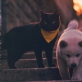 猫のクロと犬のサクラのセンチメンタルな”あの日”こと・他