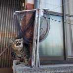 猫写真家・沖 昌之のブログ　野良ねこちゃんねる。　