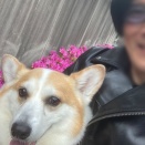 定年退職　趣味三昧　マジック川柳　『突然の　愛犬不調　心配し』