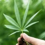 【！？】女子高生(19)、自宅アパートの踊り場で大麻栽培して逮捕！「自分で使うために育てた」