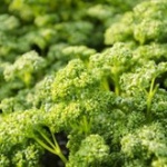 彼女と飯食いに行って付け合わせのパセリ食ったら振られたｗｗｗｗｗ