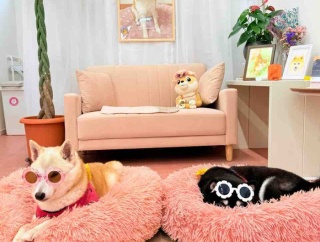 なんとなく、元気がないここちゃんです