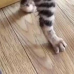 猫の動画 ねこわん！