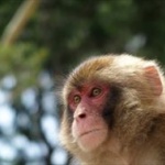カロリー制限したサルと普通の食事をしたサルｗｗｗｗｗｗｗｗｗｗｗｗｗｗ 	