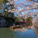 桜満開の姫路城をぐるっと一周ウォーキング！！〈その2〉