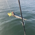 博多湾で太刀魚釣り